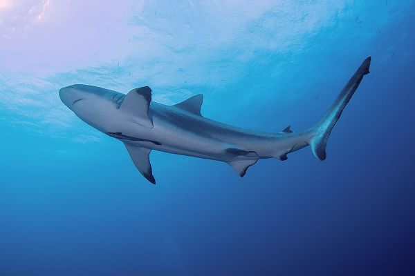 South Pacific-Fiji Blacktip shark close-up